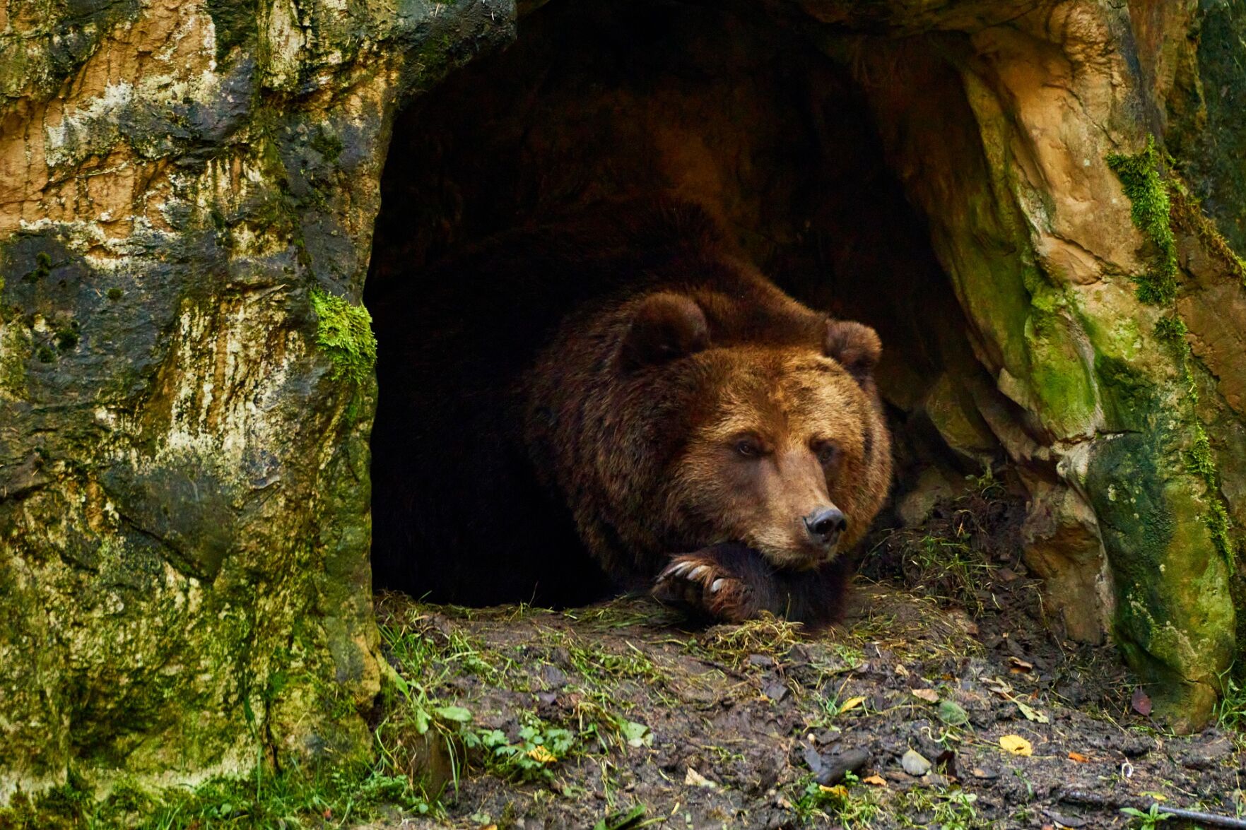 Bear RSTA